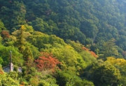 丸亀市